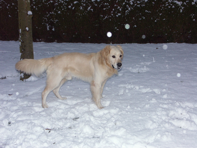 Eventjes nadenken in de sneeuw, wat ging ik al weer doen...dit was één van de zeldzame keren dat ik met Tibo kon spelen, mijn vader lag toen in het hospitaal en het was kantje boord...Tibootje heeft zijn grote vriend toen ook erg gemist en is de enige keer dat hij de deur kapot krabde...is hem vergeven...