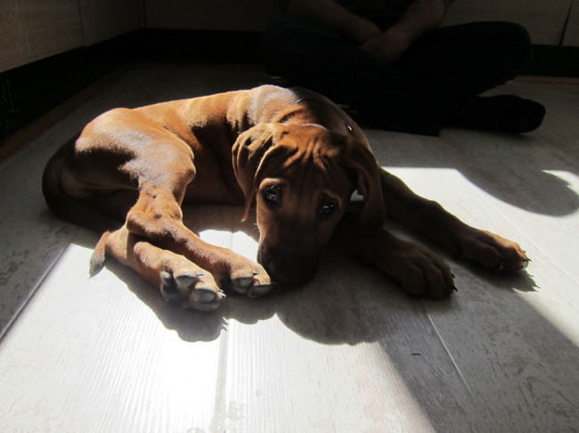 En... hij zoekt ALTIJD het zonnigste plekje van het huis om te gaan snoozen, mocht het dan niet zijn bench zijn.