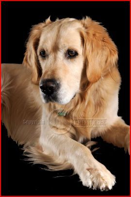 Wat nu weer, kunnen ze een hond niet even met rust laten...