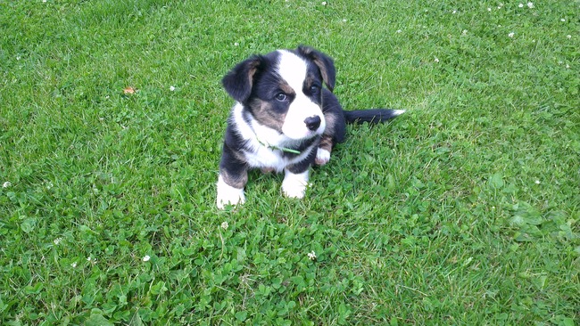 Classic Clooney vd Milligenhof