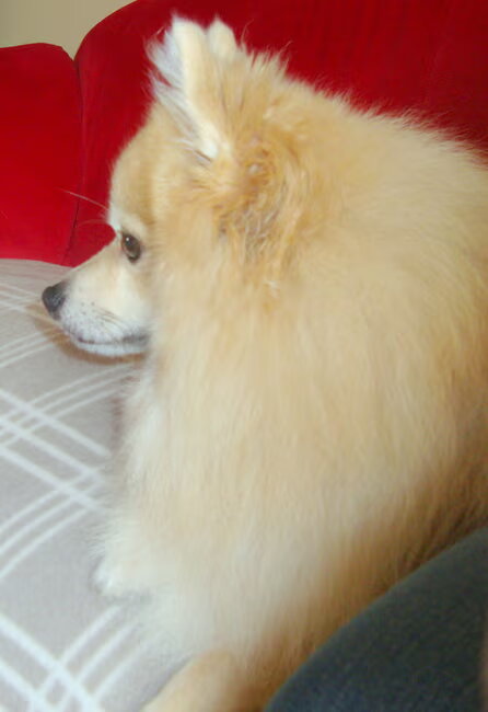 Vosje Cloudy