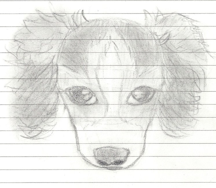 renske (getekend) als pup