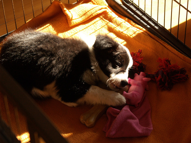 Kira ligt lekker in de Puppy Ren