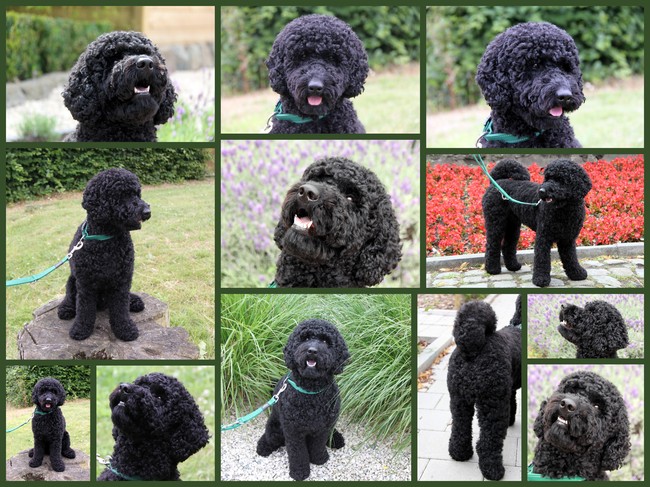 Deze week heb ik onze Kirito voor de 3de maal zelf getrimd en geknipt.
Voor meer foto's kunnen jullie voorlopig altijd een kijkje gaan nemen via deze link:
https://sites.google.com/site/miramifoos/kirito-eventjes-voorstellen/kirito-s-avonturen-in-2012/2012-07-09-kirito-poseert 