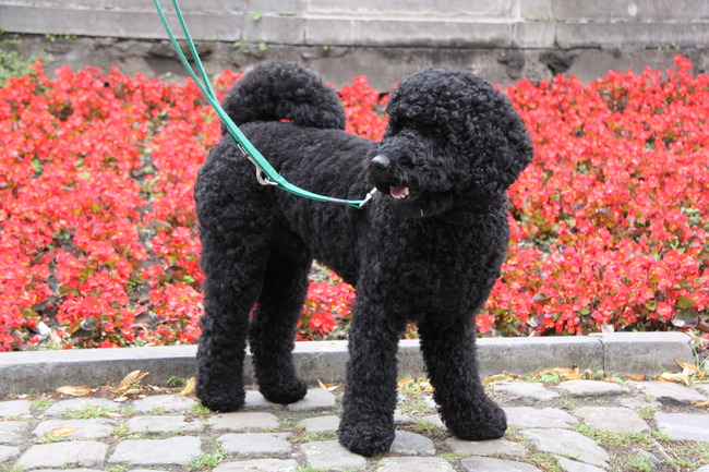 Kirito juist geschoren en geknipt