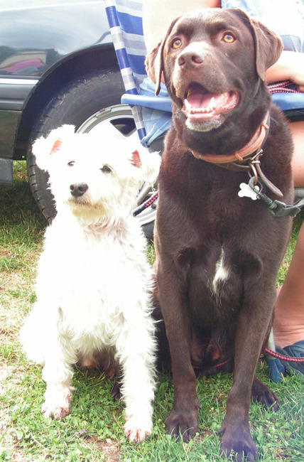 Bas en zijn grote vriend Baloe, de hond van mijn zus. Deze foto is gemaakt in 2005. Baloe is overleden in 2011. beiden zijn ze als pup gekomen en hebben vele honden avonturen beleefd.