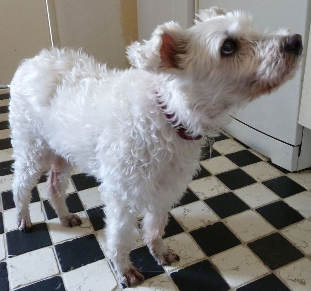 Basje op 3-7-2012 de dag dat hij is ingeslapen. Je zou het niet zeggen, maar die arme schat was zo ziek. En hij was door zijn ziekte van de trap gevallen en zijn kruisbanden afgescheurd. Hij moest geopereerd worden maar zijn conditie liet het niet meer toe. Bij de narcose stopte zijn ademhaling al dus een operatie had hij nooit meer gered. slik.