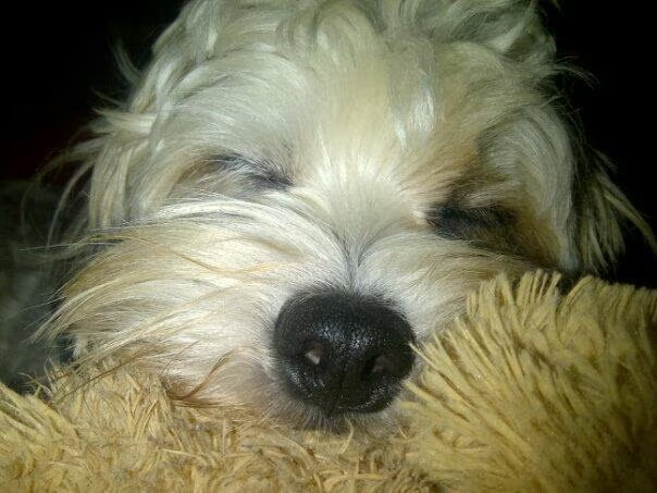 Slaap Sammy Slaap.......