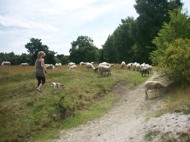 Tussen de schaapjes door wandelen.. (voor de zekerheid maar even aan de riem!)