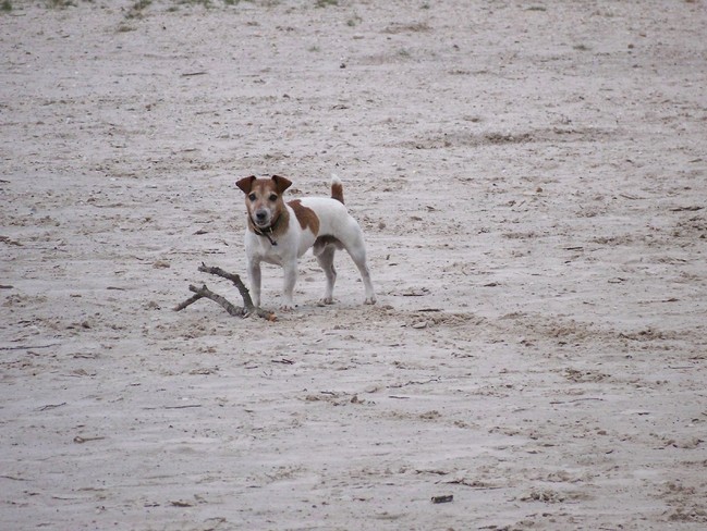 Stop nu met foto's maken en kom met deze tak spelen!!!!