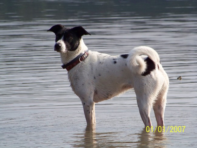 Dit is Tessa, zij is geboren in oktober 2003.
Onze één na oudste draak