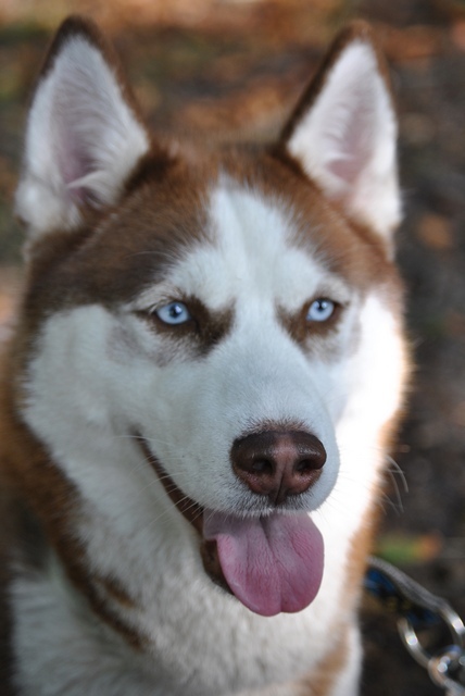 Dit is Shadow, zij is geboren oktober 2009.
Onze 2e husky