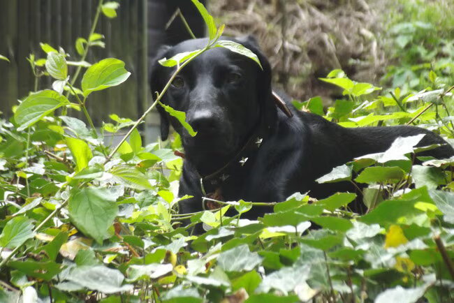 Foto van corrie en blacky