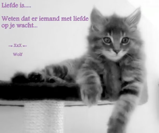 Liefde is...