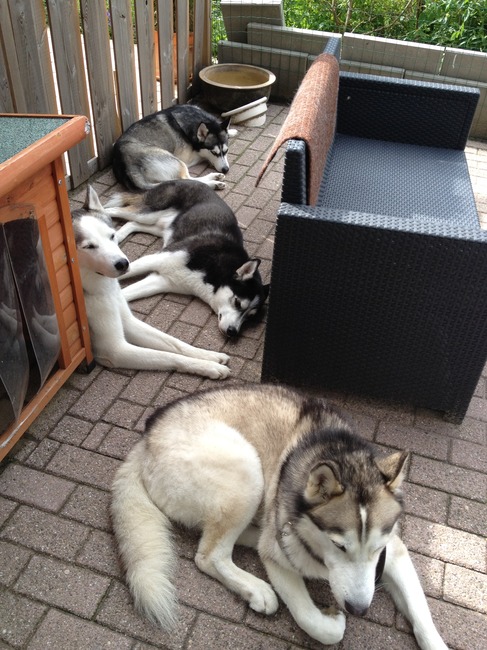 met zn alle op een rijtje liggen in de tuin