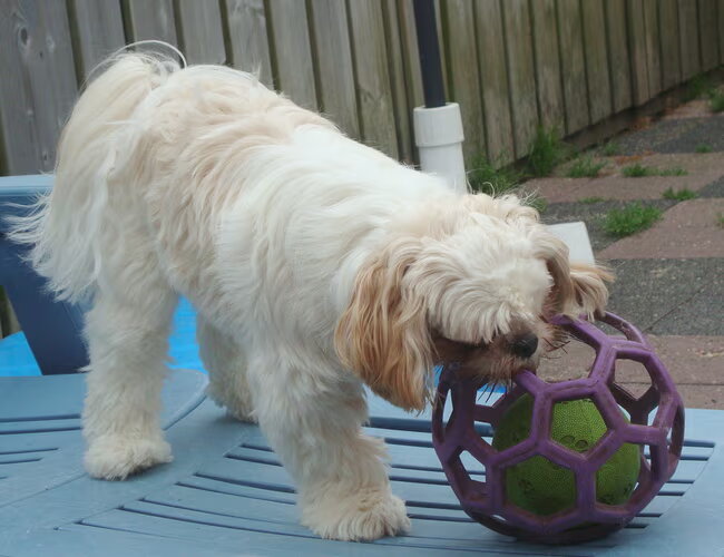 Spelen