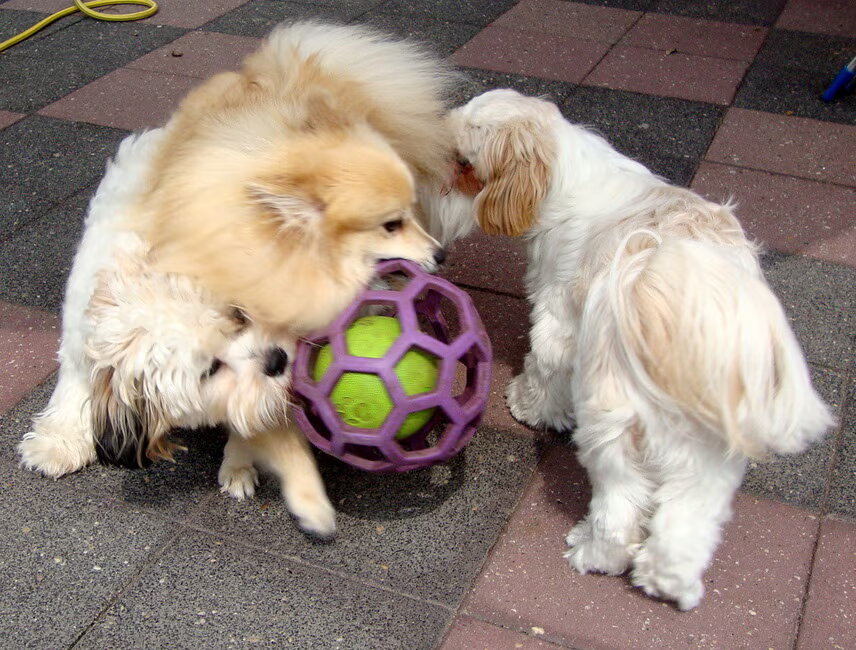 Spelen
