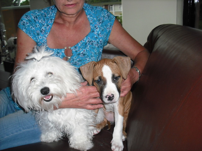 Dit zijn zita en Gizmo ,
Zita is van mijn vrouwtje en is 7 mnd en erg lief wordt zeer goed verzorgt bullmzer/maltezer
de ander is mijn hond net 9 weken 