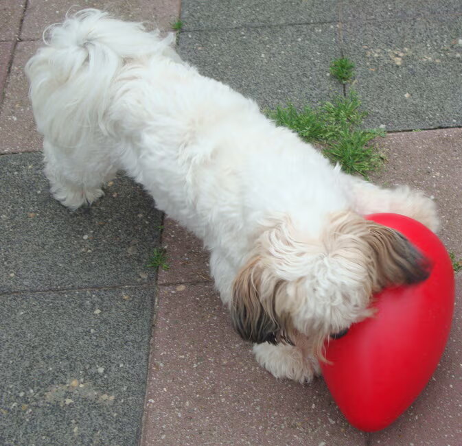 Sammy met de speel-ei die hij van José heeft gekregen