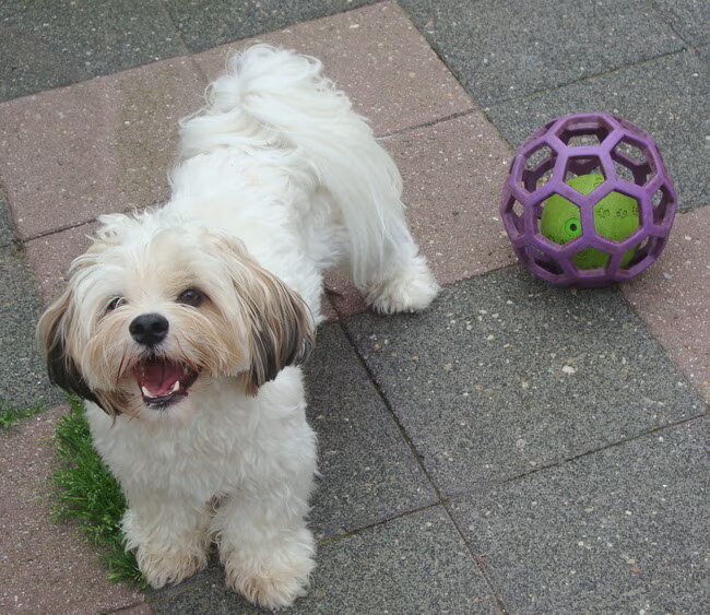 Sammy met zijn bal, helemaal happy!