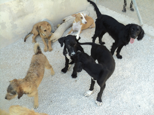 Pups in het puppyhuis