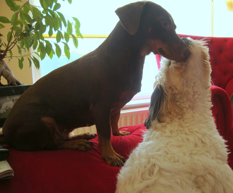 Liefde is, knuffelen!
