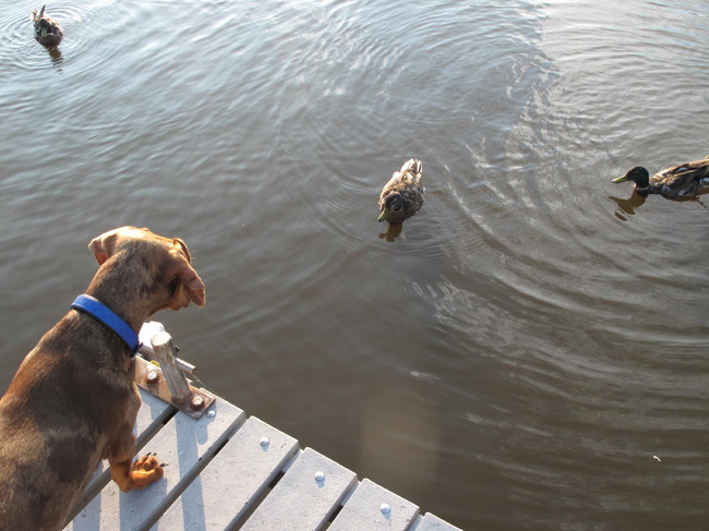 Wacht maar tot ik echt durf te zwemmen. Dan kom ik je wel achter na, maf kezen.