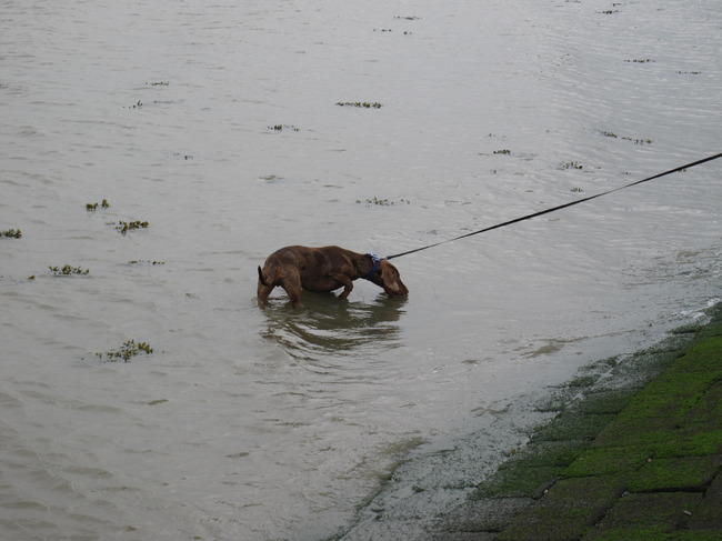 Joepie, dit durf ik al. Zo ver in het water bij Termuntenzijl. Het wordt nog wel eens wat met mij.