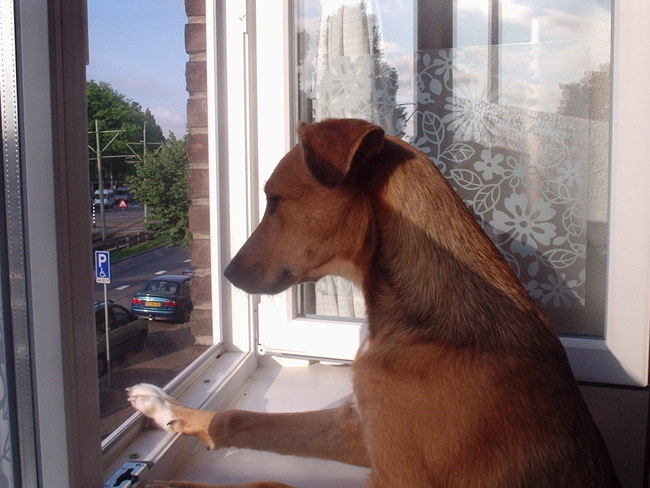 Uit het raam gluren.
