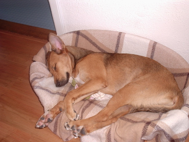 Mila heerlijk slapend,6 maanden jong.