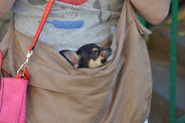 Lekker in de tas wanneer we te moe zijn om te lopen