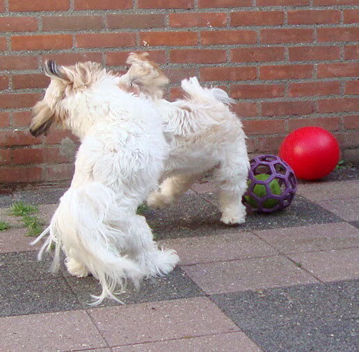 Stoeien