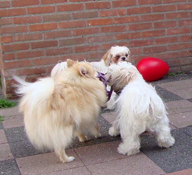 Spelen