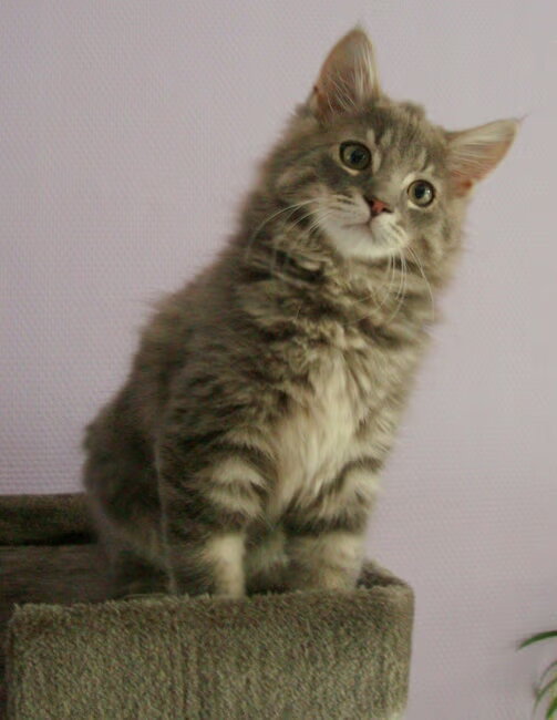 Wolfje Wolf, 12 weekjes
