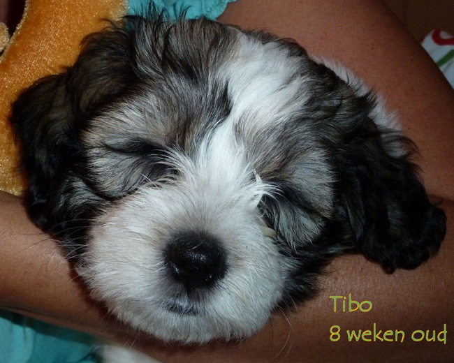 Ons nieuwe gezinslid Tibo