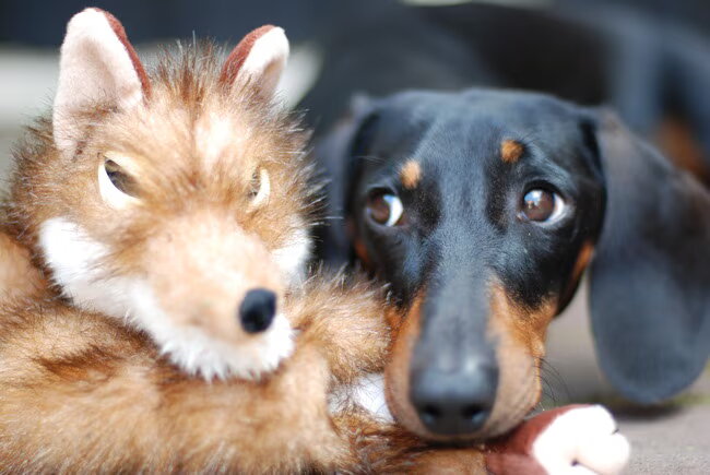 Jopie met zijn nieuwe knuffel.