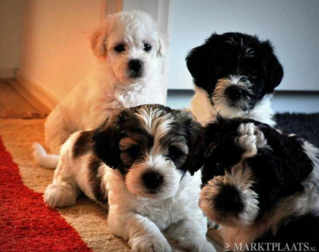 Tibo met zijn broer en zussen.