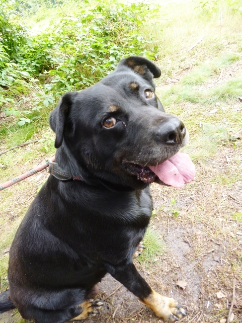 Mooie en lieve Cati zoekt een baasje !! Ze kwam in het asiel terecht met haar maatje Duc, nadat hun baasje overleed en zij een hele nacht bij hem hadden gewaakt. Haar maatje Duc is geplaatst en dus bleef Cati achter, zij zoekt nog steeds het baasje die haar terug bij alles wil betrekken !! Ze verdient het zo ! Ze kan met andere honden, is zindelijk, gewend geweest om mee te gaan. Alleen haar leeftijd speelt haar parten, maar ze is nog een gezonde meid met energie in overvloed ! - Update 2014 - deze lieve meid is geplaatst, ze vond een huisje bij lieve mensen en kreeg er nog een nieuw maatje bovenop !