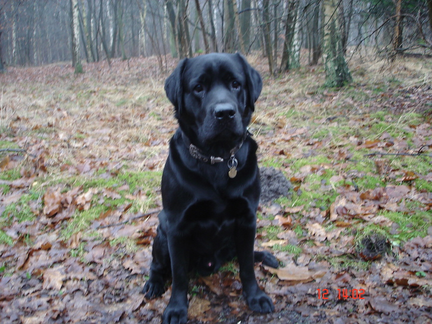 Onze lieverd,in het bos,op de weg die ,,Gebed zonder End