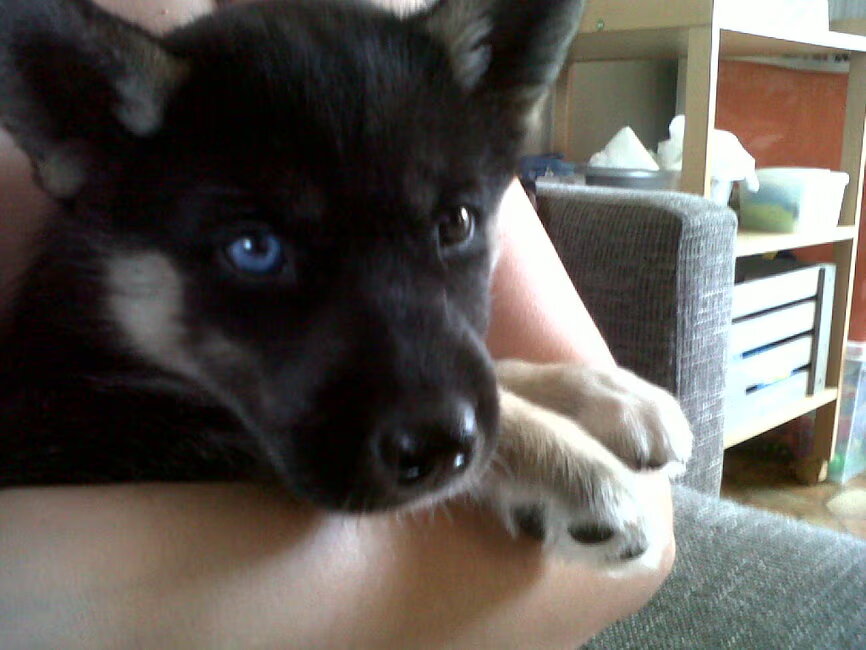 Siberische Husky pup te koop teefje met 1 blauwe en 1 bruine oog 550…