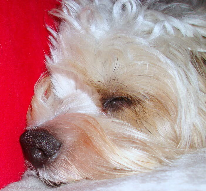Sweet Dreams