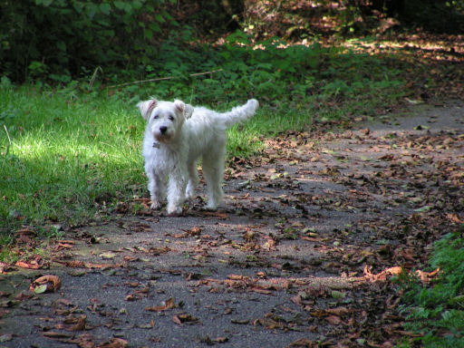 Mijn lieve Bas helemaal in zijn element in het bos. 2007. Daarna begon alle ellende met zijn gezondheid, 6 jaar lang.