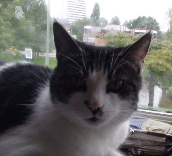 (Klein, lief, mooi, stout) Meisje ...