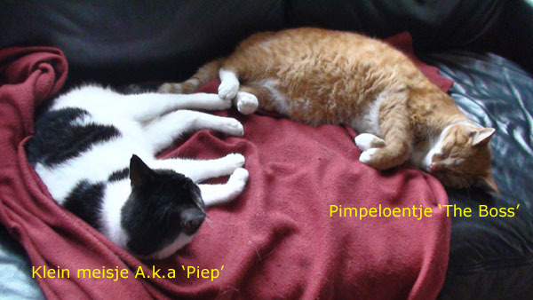 Pimpeloentje a.k.a 'Ploen(tje)' en Klein Meisje