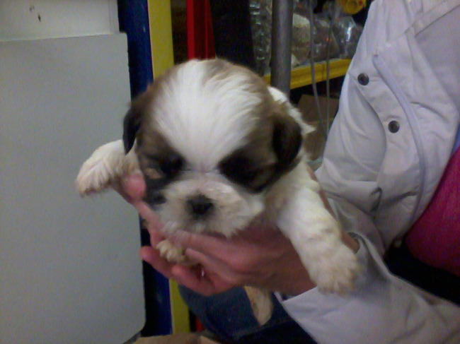 Kleine bently (4 weken)