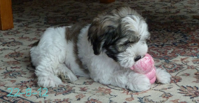 Er zit zoveel lekkers in de kong, dat probeer ik eruit te krijg maar dat gaat niet zomaar, daar moet ik wel wat voor doen :-) 