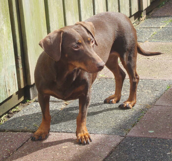 Prinsesje