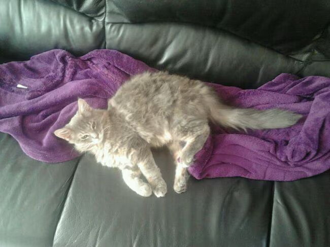 Wolfje Wolf (15 weken) lekker relaxen