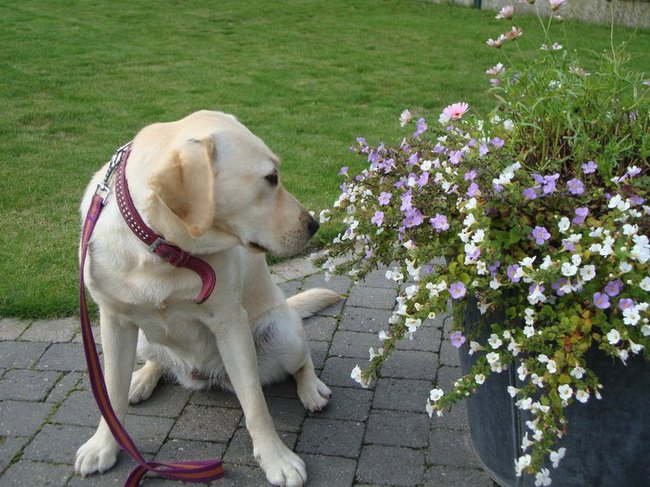 Bloemetjes snuiven
12 maanden