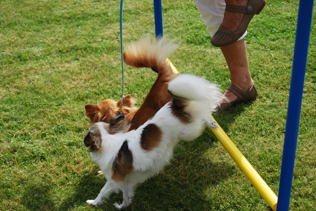 Ik wil ook wel een snoepje...kijk..ik spring met je mee!